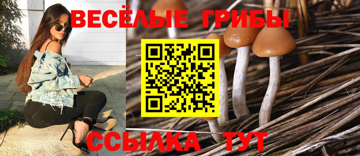 Псилоцибиновые грибы Cubensis Каменск-Шахтинский